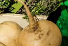 بهترین آنتی بیوتیک گیاهی را بشناسید