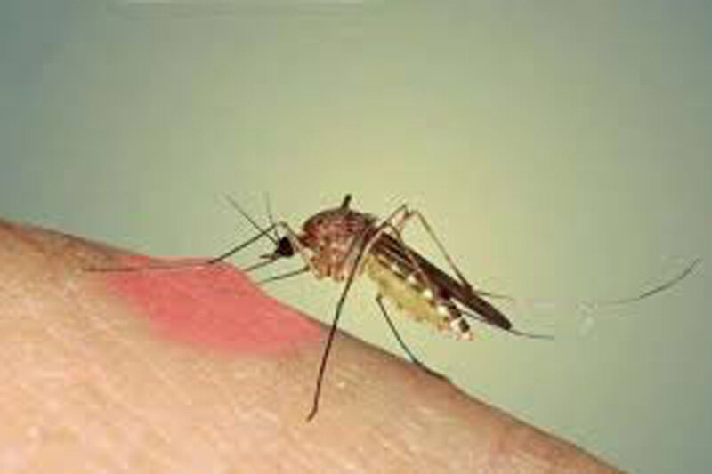 اگر می خواهید پشه نیشتان نزند از این رنگها لباس انتخاب کنید