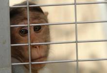 آنیه رکت ایلان ماسک در مورد ادعای شکنجه میمون‌ها