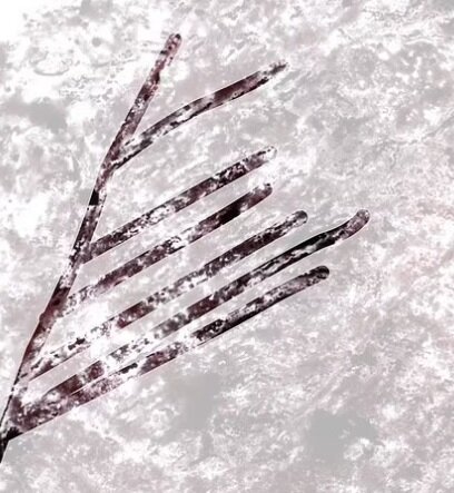 نشانه هایی از حیات اولیه با ررسی سنگ