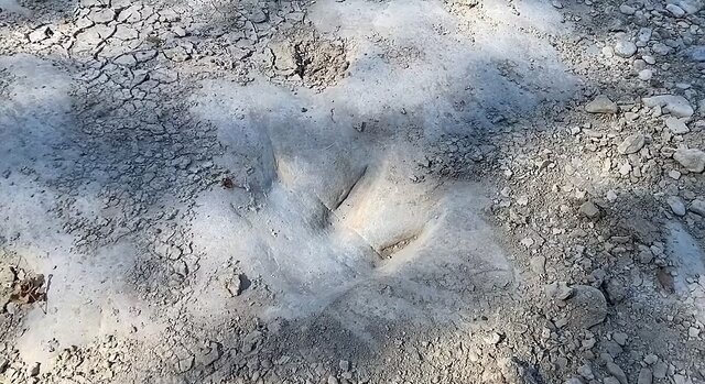 ناجان شدن يك ردّي 113 ملليون ساله بر إلي خوكسالي!