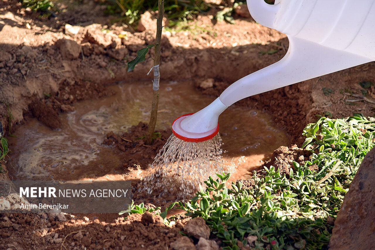 نگهداری درخت مهم تر از نهال کاری است - خبرگزاری مهر | اخبار ایران و جهان