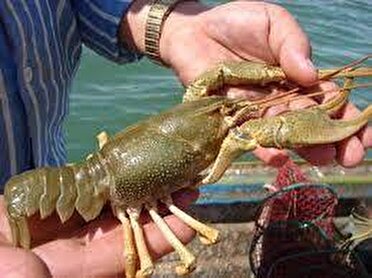 خطر انقراض برای سلطان ارس