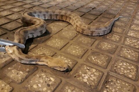 زنده گیری یک حلقه مار افعی در بازار دزفول 
