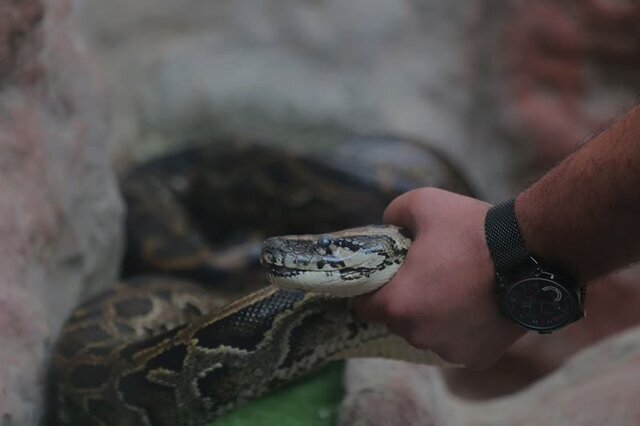 بچه‌مار‌های پیتون  سر از تخم در آوردند