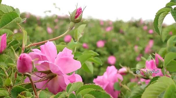 آغاز برداشت گل محمدی از هزار هکتار اراضی لرستان