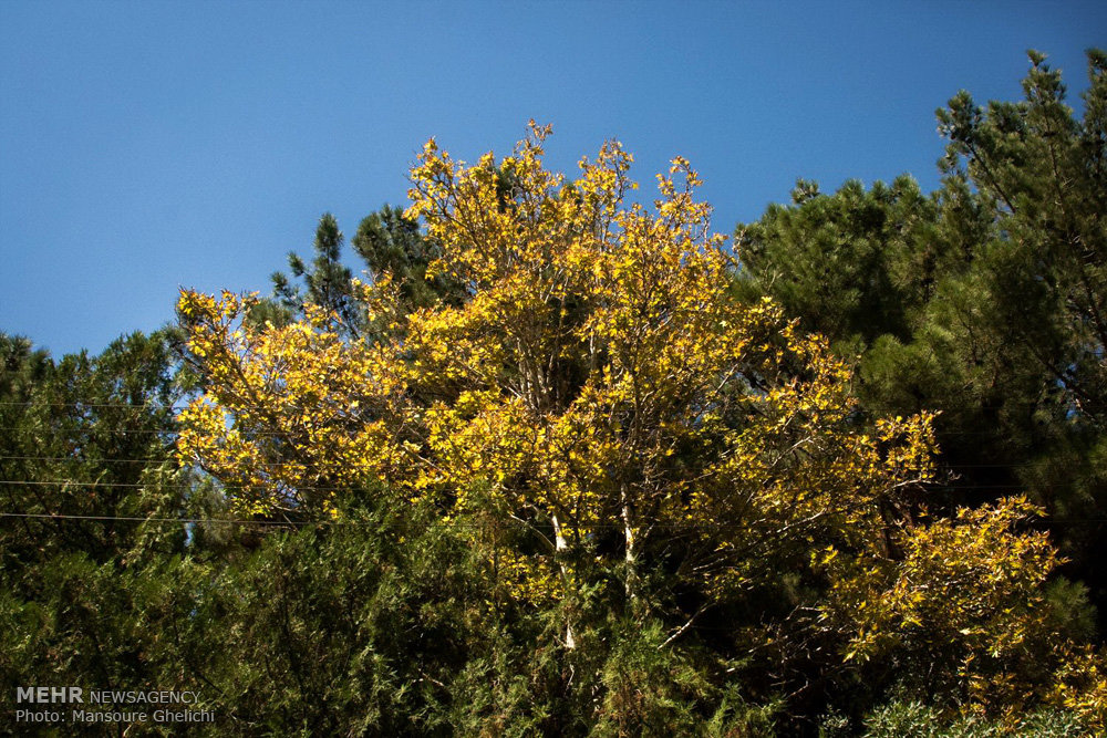 فضای سبز شاهرود نیازمند آب جایگزین/ اعتبارات حل بحران جذب نشدند - خبرگزاری مهر | اخبار ایران و جهان