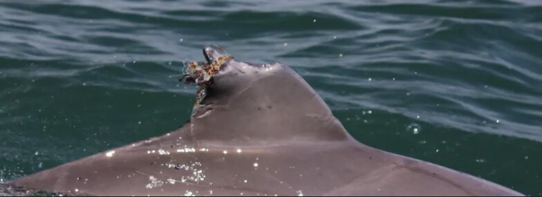 دوستی خاله‌ خرسه وسط دریا / عکس