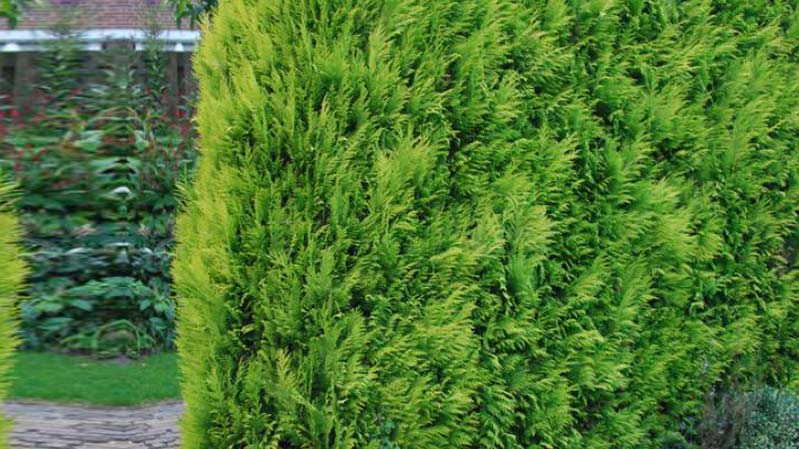 The cause of Lawson's pine wilting