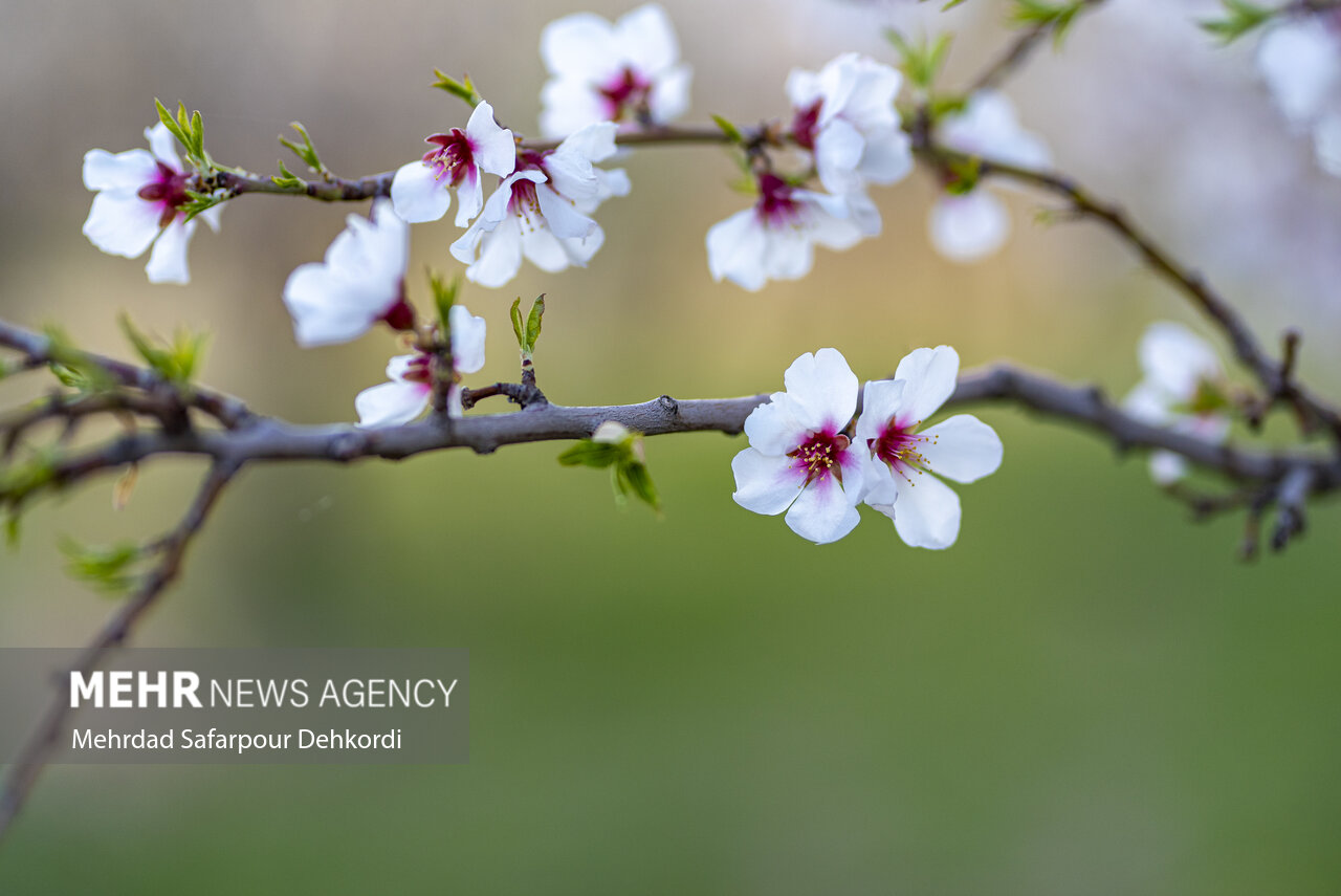خبرگزاری مهر | اخبار ایران و جهان | Mehr News Agency