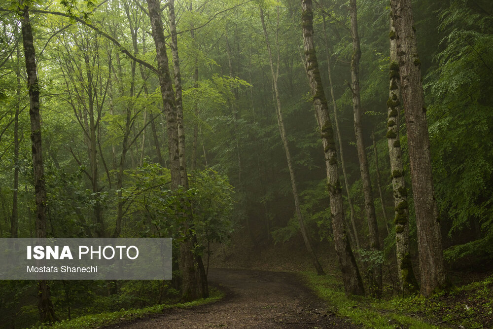 حمله به منابع طبیعی به بهانه تفریح و ورزش با طعم سیب!