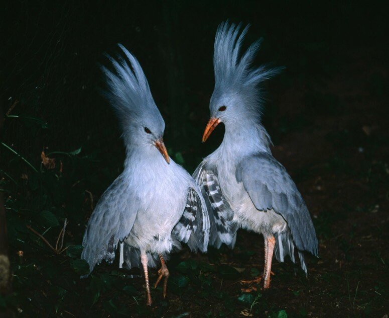 پرنده‌ای کمیاب با یک ویژگی بی‌نظیر در میان تمام پرندگان