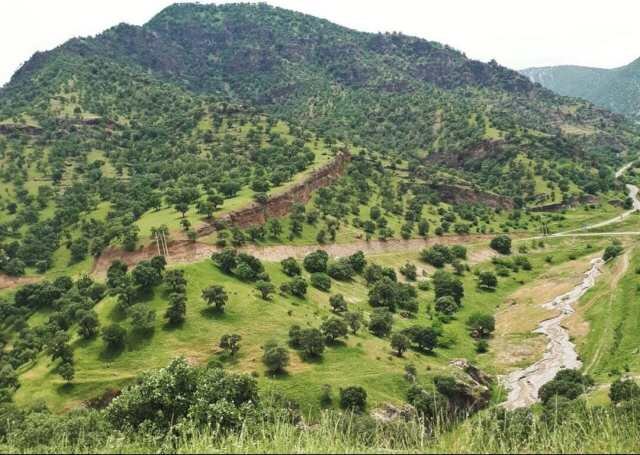 نگرانی از پدیده زوال بلوط طی فصل بهار و تابستان در جنگل‌های لرستان - خبرگزاری مهر | اخبار ایران و جهان