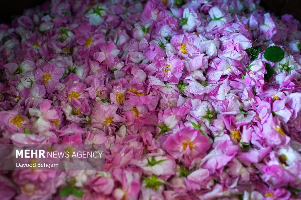 توسعه صنایع تکمیلی کشت گل محمدی در دودانگه - خبرگزاری مهر | اخبار ایران و جهان