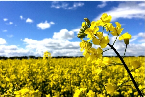 ۲۵۰ هکتار کلزا در کهگیلویه غیرقابل برداشت است - خبرگزاری مهر | اخبار ایران و جهان